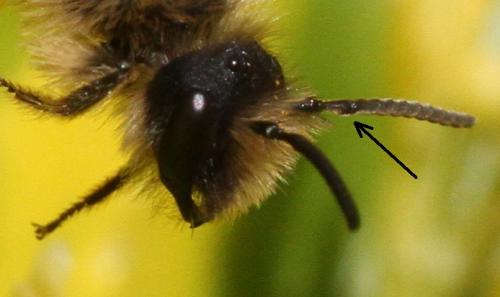 Andrena flavipes